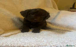 Cockapoo dogs for sale: Adorable Chocolate Cockapoos  - Image 5