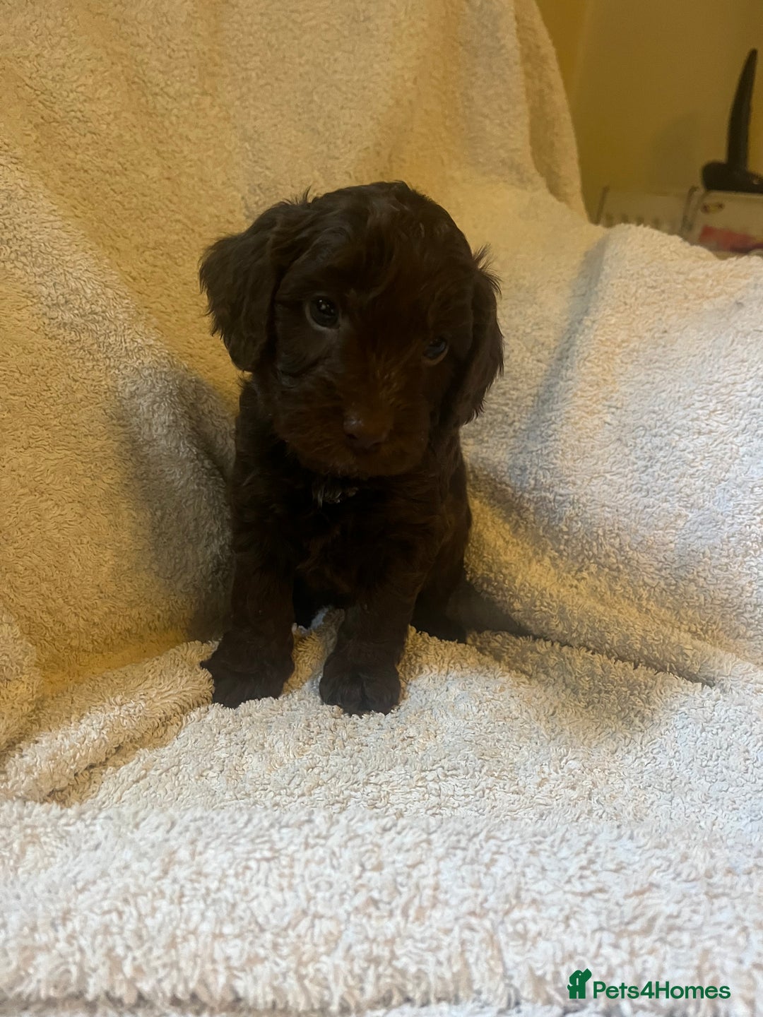 Cockapoo dogs for sale: Adorable Chocolate Cockapoos  - Image 5