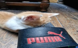 Mixed Breed cats for sale: Kittens  - Image 1