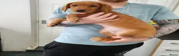 Labrador Retriever dogs for sale: FOX RED LABRADOR RETRIEVER PUPPYS READY NOW  - Advert 7