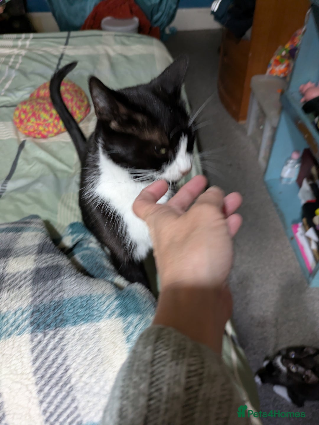 Mixed Breed cats for sale: Kittens - Image 3
