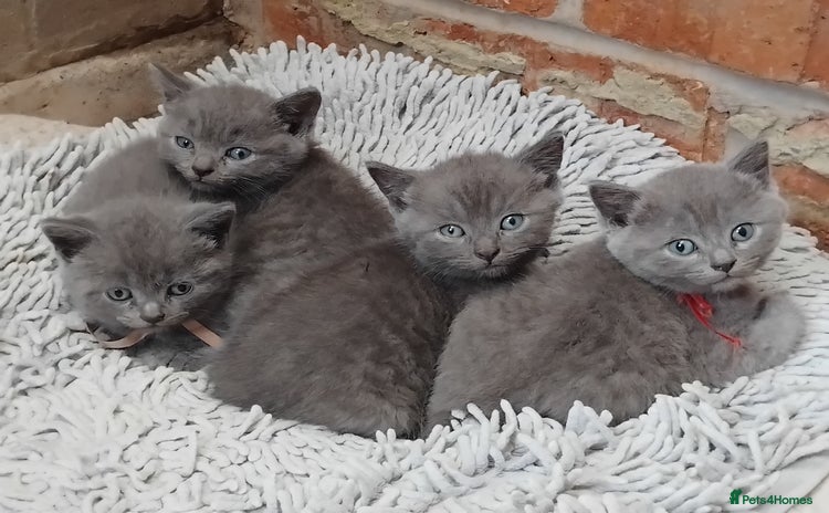 British Shorthair cats - Advert 11