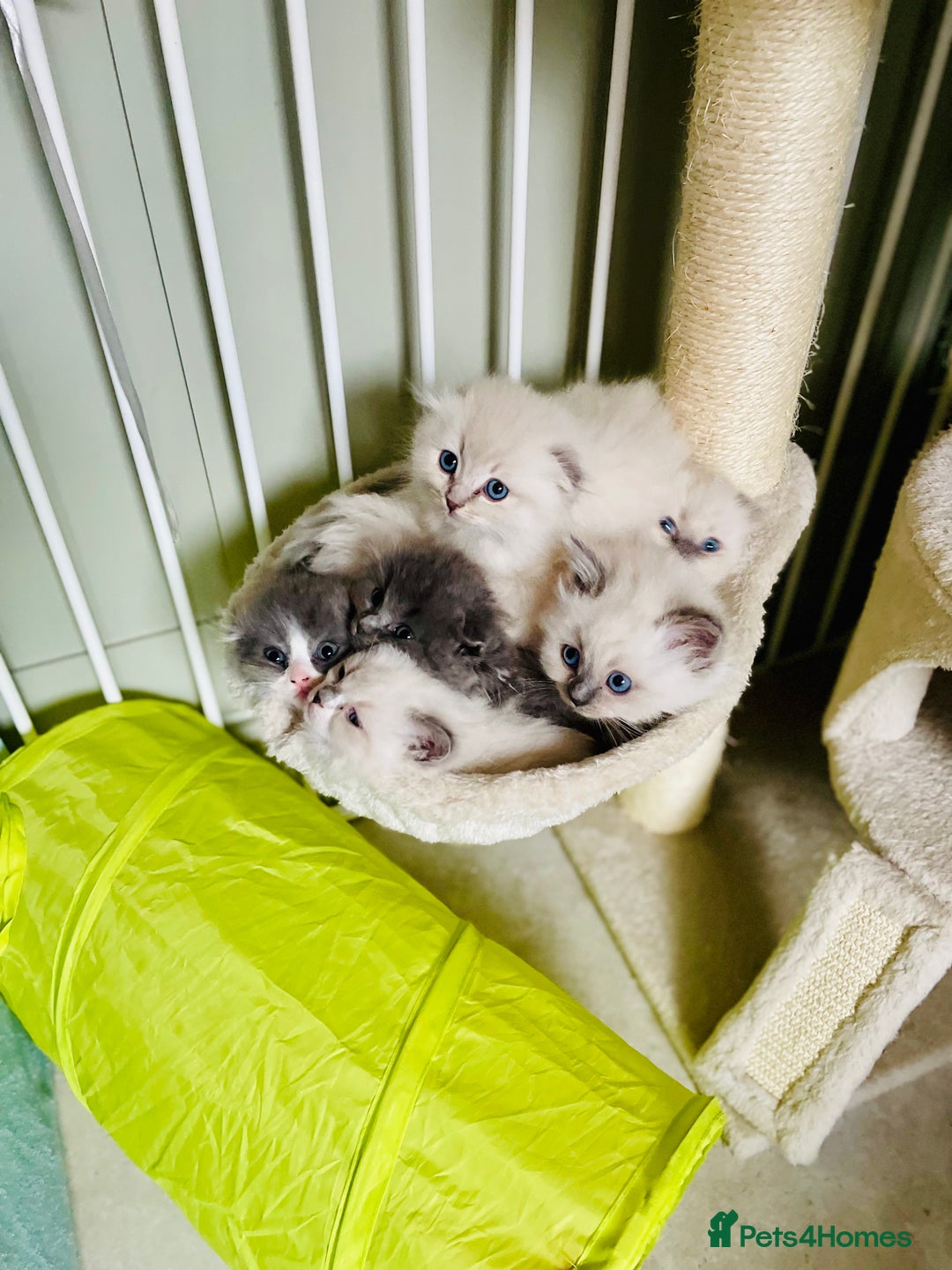 Ragdoll cats for sale: Exquisite, truly unique Ragdolls & Ragfold kittens - Advert 3