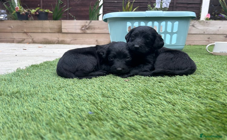 Labradoodle dogs - Advert 4