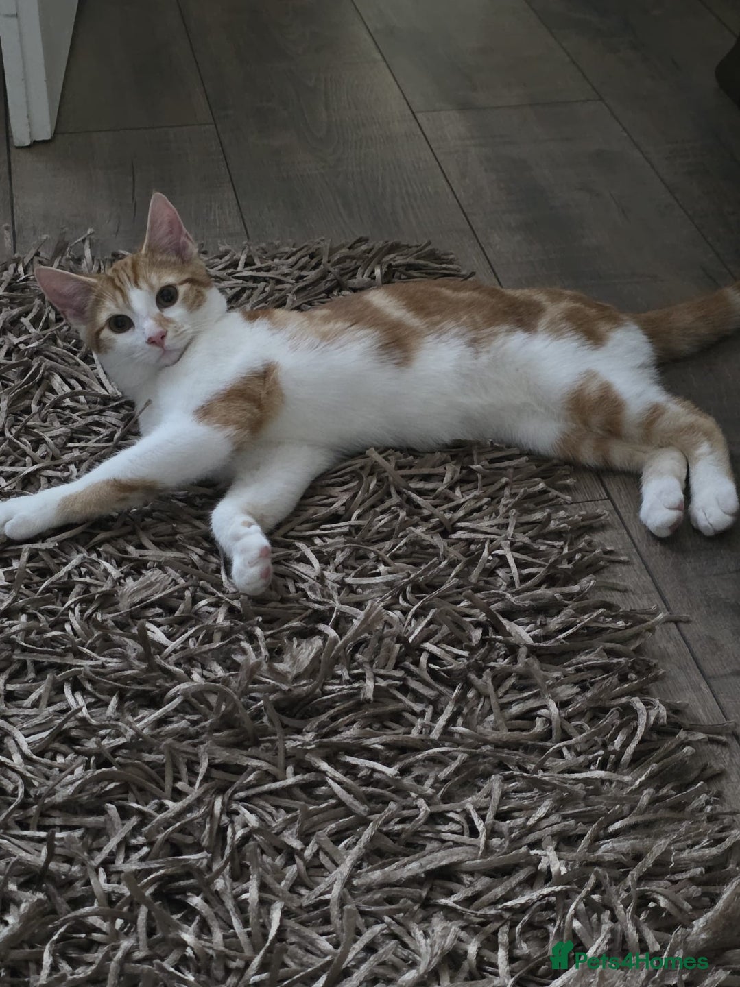 Domestic Shorthair cats Ginger and white tabby for sale - Advert 2