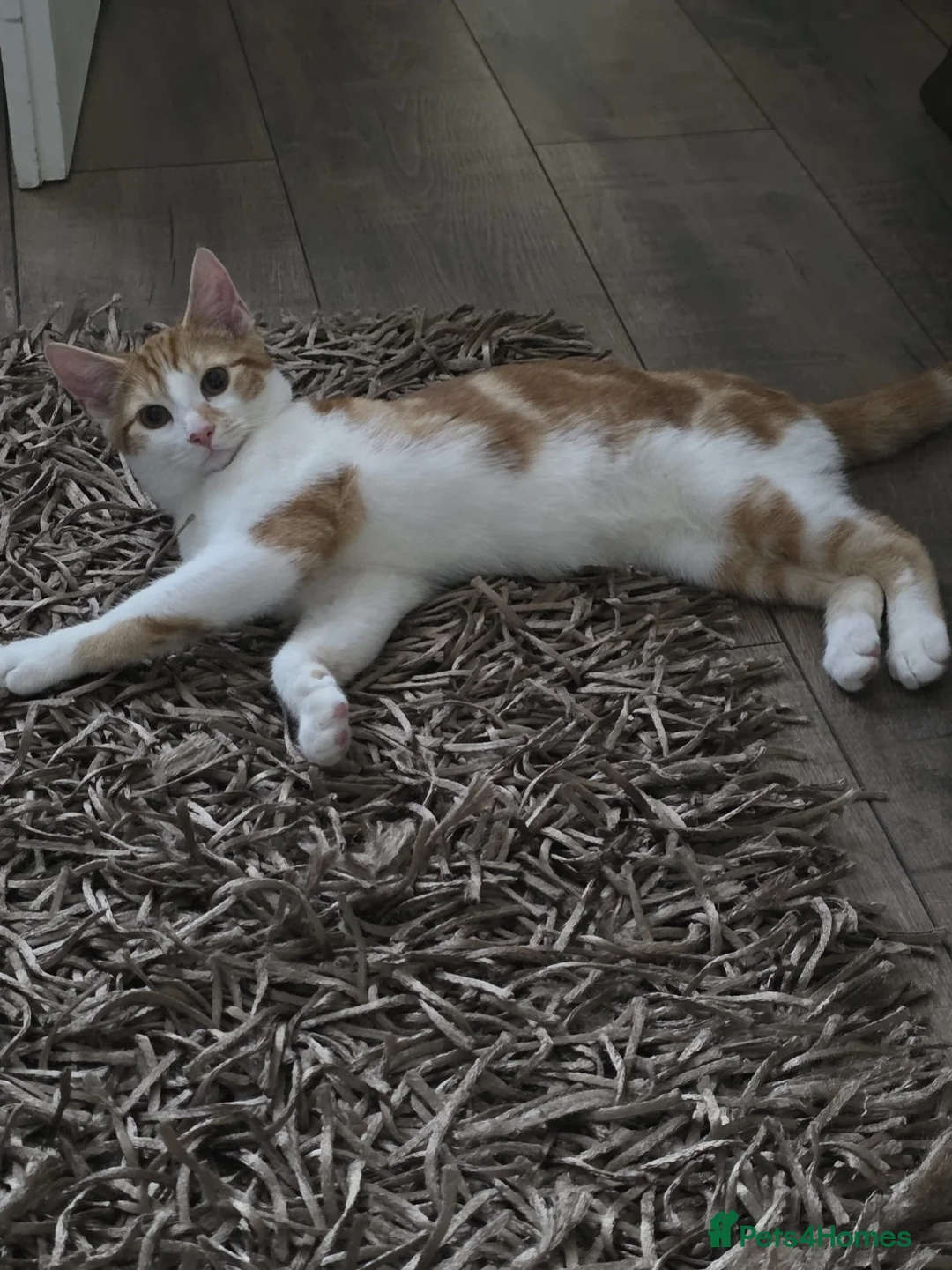 Domestic Shorthair cats for sale: Ginger and white tabby for sale in Birmingham - Advert 1