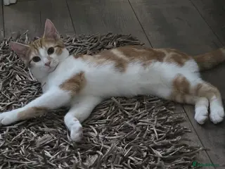 Domestic Shorthair cats Ginger and white tabby for sale - Advert 2