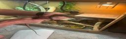 Monitor reptiles for sale: Kimberley Monitor  in Leigh - Advert 6