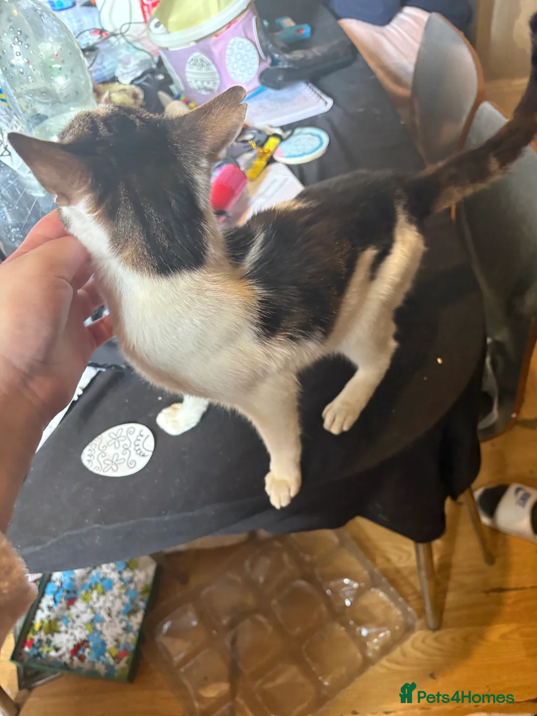 Mixed Breed cats for sale: Cat for sale in Rhyl - Advert 3