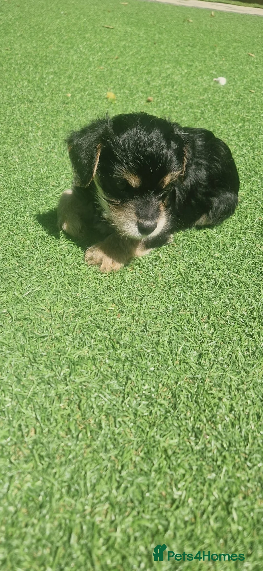 Yorkshire Terrier dogs for sale: 6 beautiful Yorkshire terriers  in Edenbridge - Advert 2