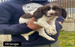 Sprocker dogs for sale: Working Sprockers - Image 7