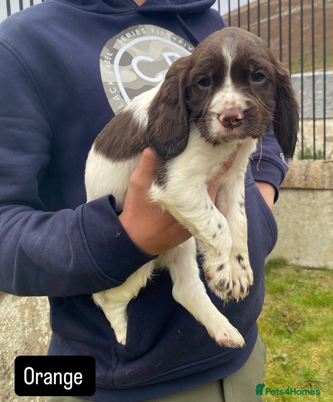 Sprocker dogs for sale: Working Sprockers - Image 7