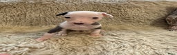 Whippet dogs for sale: KC registered Whippet puppies  - Advert 3