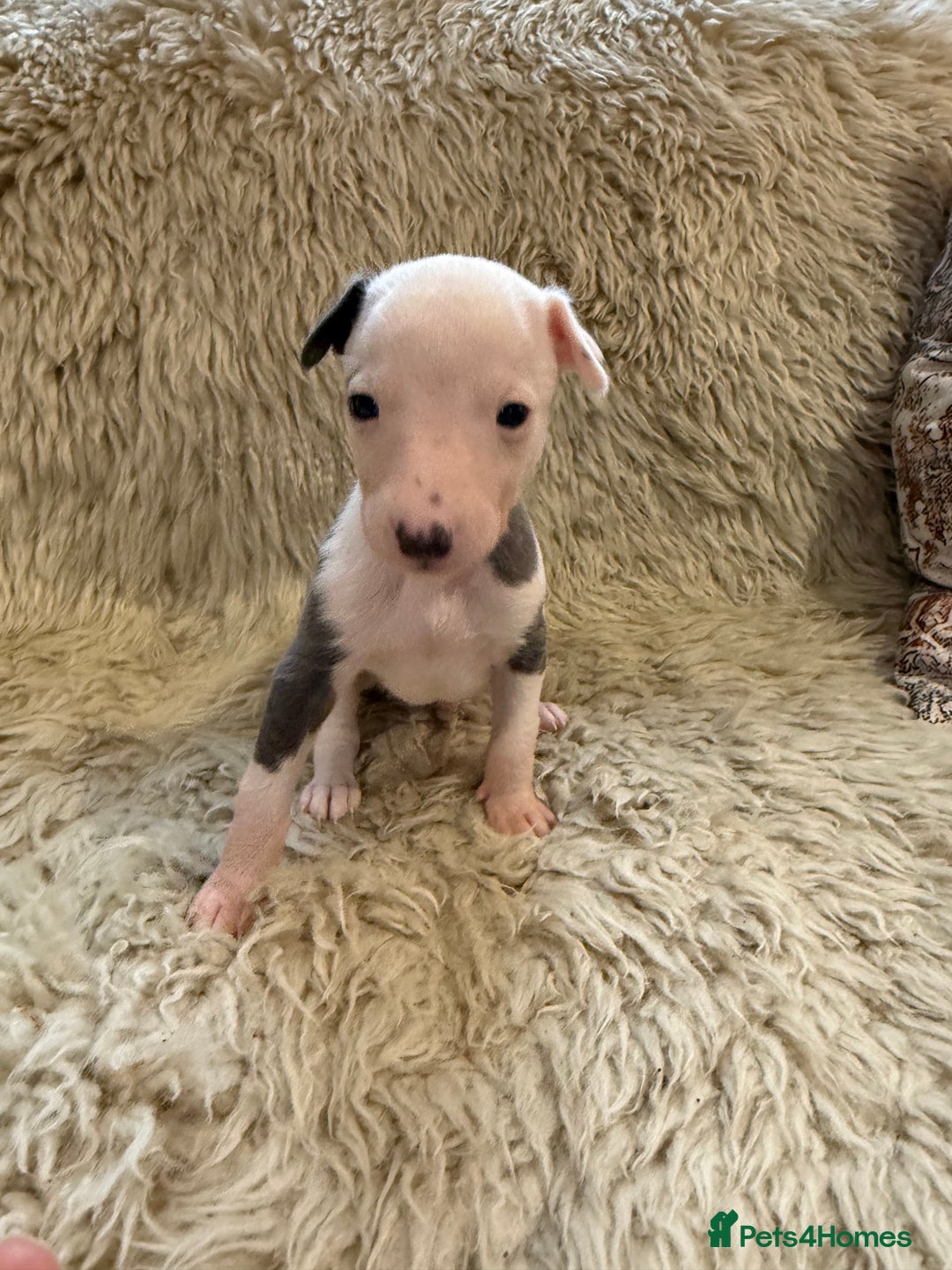 Whippet dogs for sale: KC registered Whippet puppies  - Advert 3