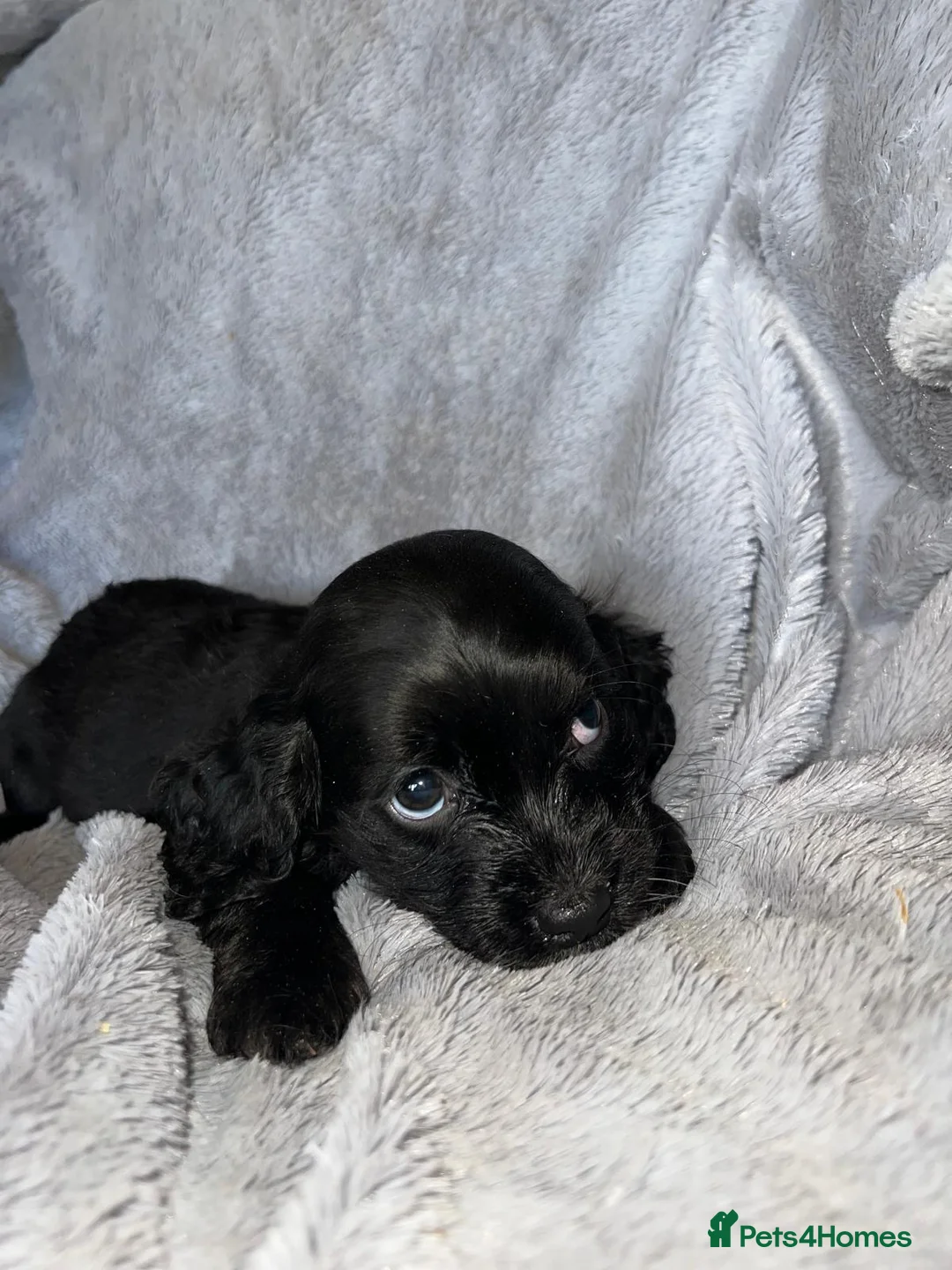 Cockapoo dogs for sale: Beautiful cockapoo puppy’s  - Advert 6