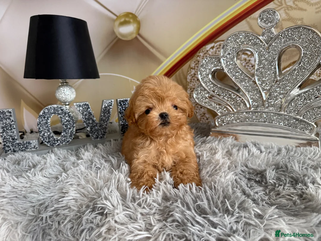 Maltipoo dogs for sale: Maltipoo Boy – Free to a Special Loving Home - Advert 2