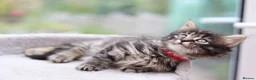 Mixed Breed cats for sale: Beautiful Tabby Kittens in Telford - Advert 31