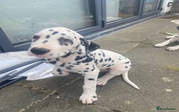 Dalmatian dogs for sale: Dalmatian Puppies (pure bred) - Image 21