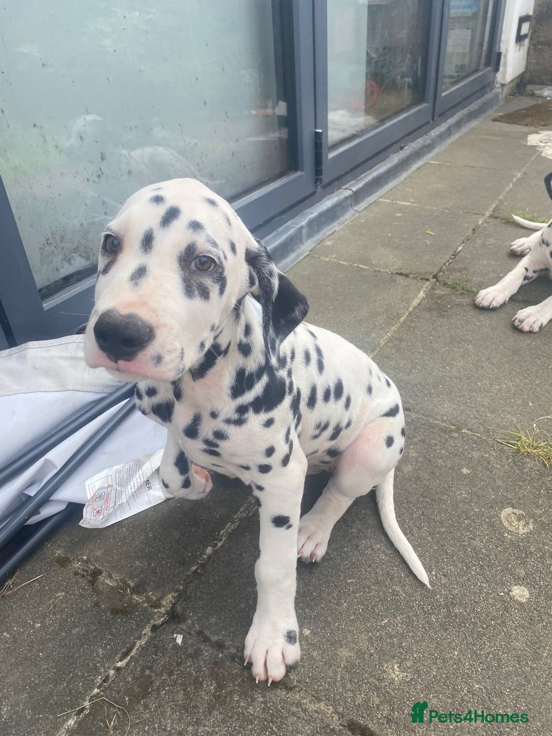 Dalmatian dogs for sale: Dalmatian Puppies (pure bred) - Image 21