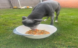 Lurcher dogs for sale: Lurches for sale  - Image 2