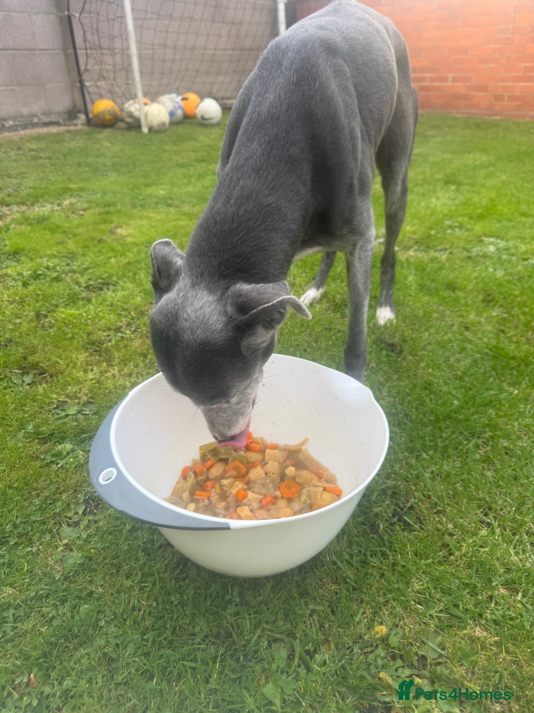 Lurcher dogs for sale: Lurches for sale  - Image 2
