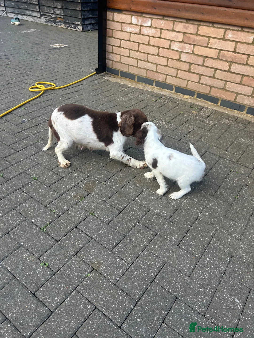 Cocker Spaniel dogs for sale: Cocker spaniel female puppy  - Advert 2