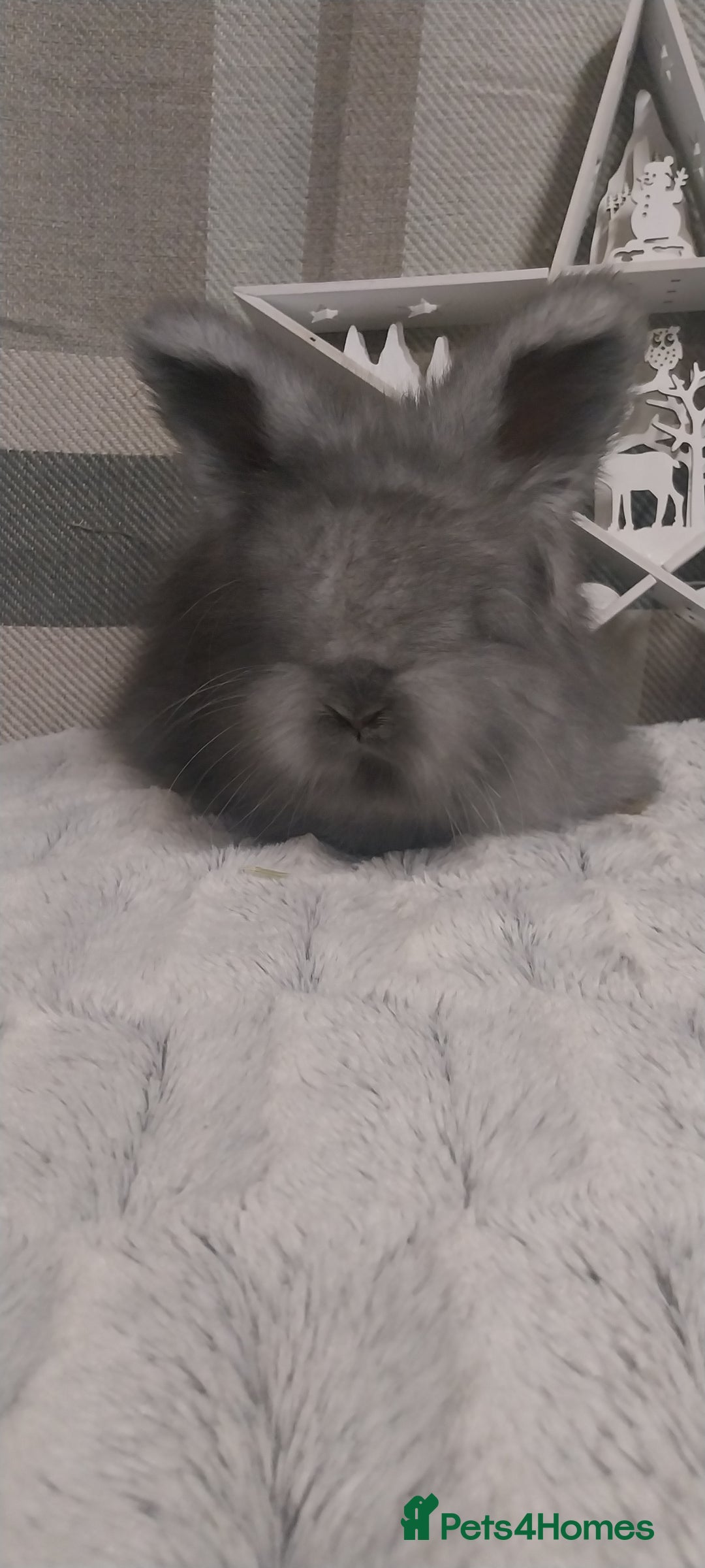 Angora rabbits for sale: Beautiful Angora boys  - Advert 1