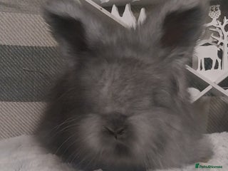 Angora rabbits Beautiful Angora boys - Advert 1