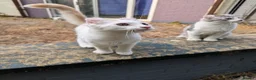 American Curl cats for sale: Beautiful, playful Rare American Curl Kittens - Advert 4