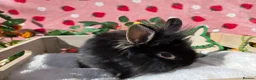 Mixed Breed rabbits for sale: Netherland Dwarf x Lion head ready ☆15th may - Advert 15