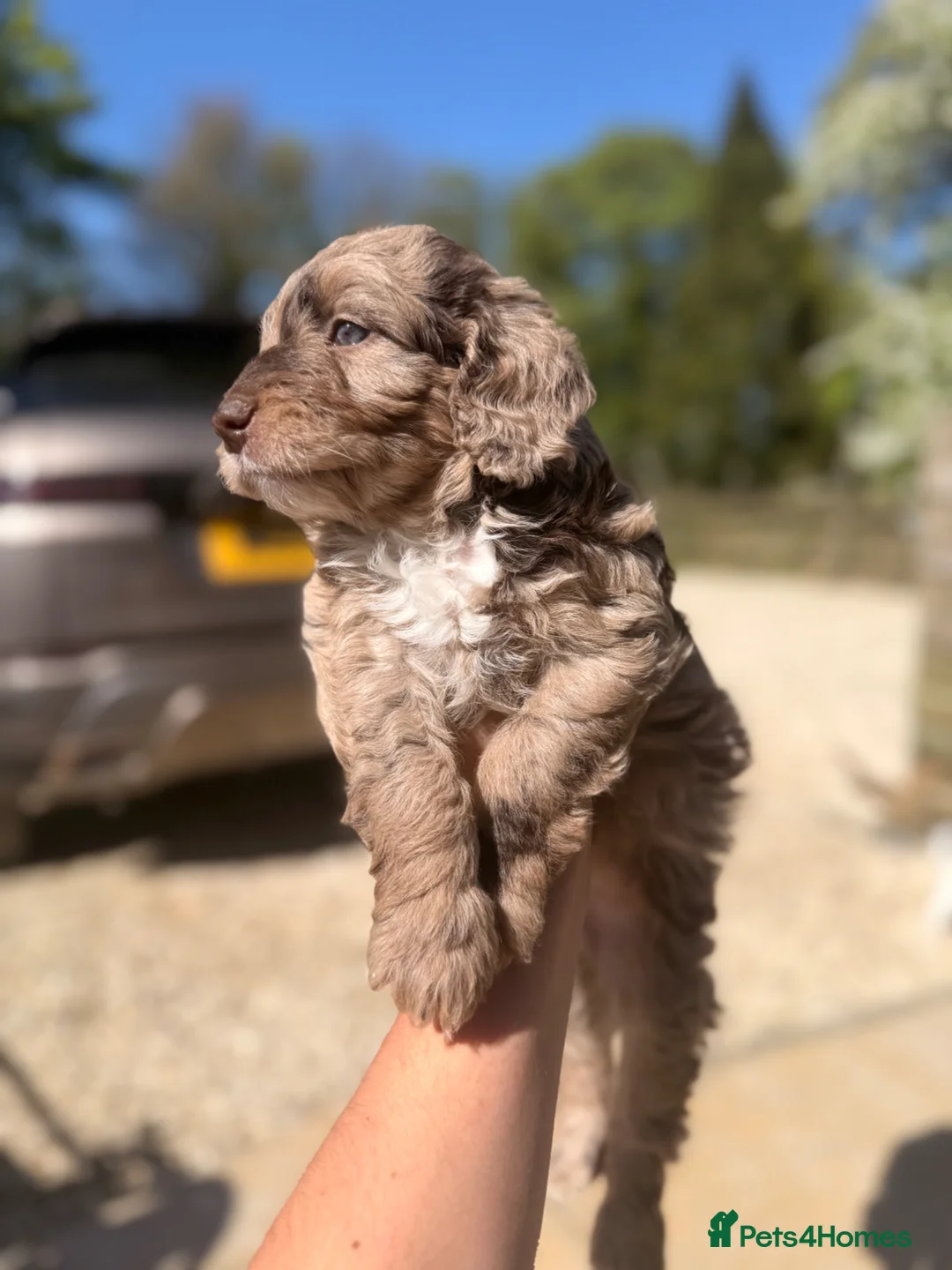 Sproodle dogs for sale: Outstanding Rare F1 Sproodle Puppies for sale  - Advert 2