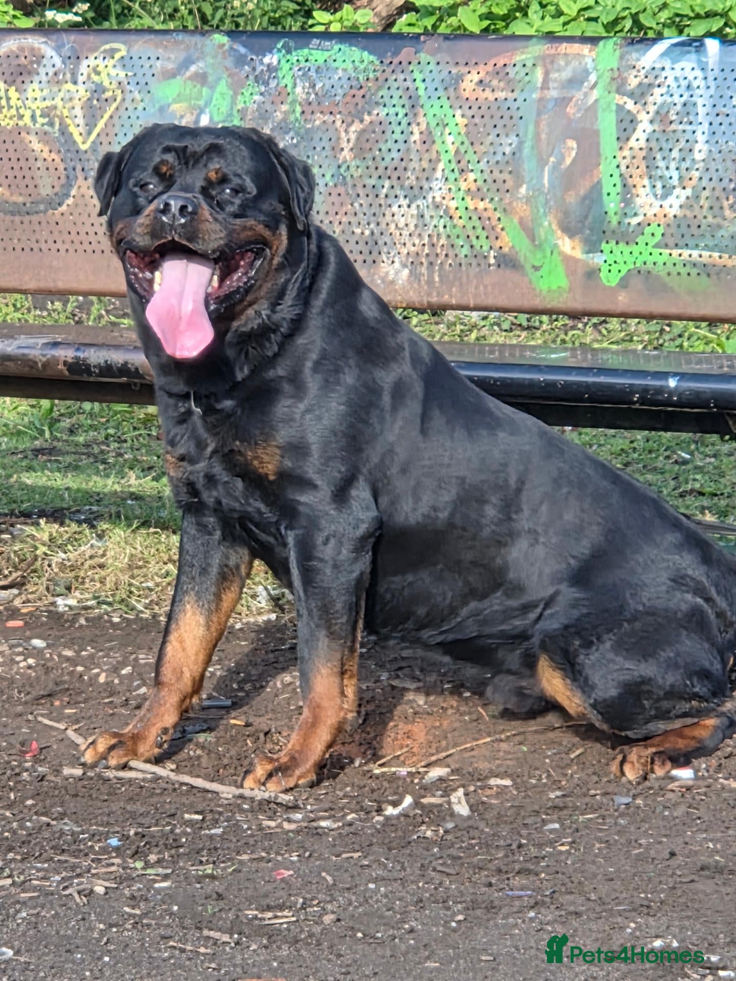 Rottweiler dogs Rottweiler 4 stud - Advert 2