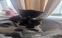 Mixed Breed cats for sale: Kitten - Image 11