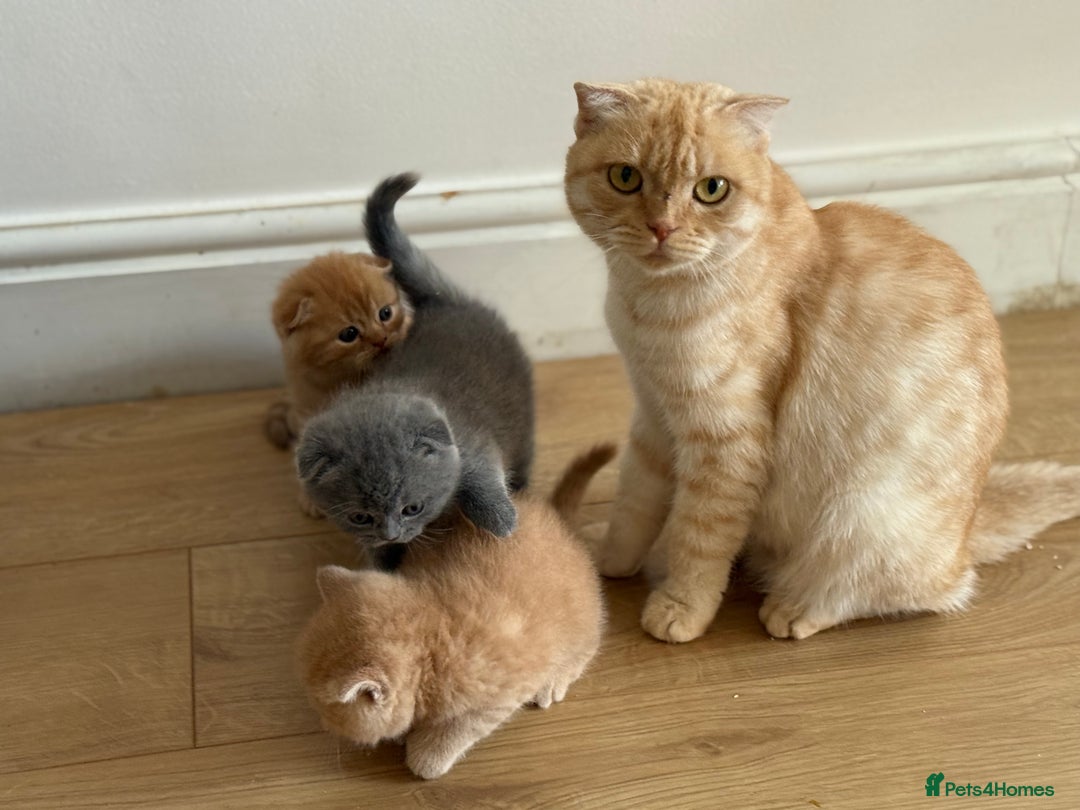 Scottish Fold cats for sale: Adorable 2 Scottish Fold and 1 Scottish straight  - Image 8