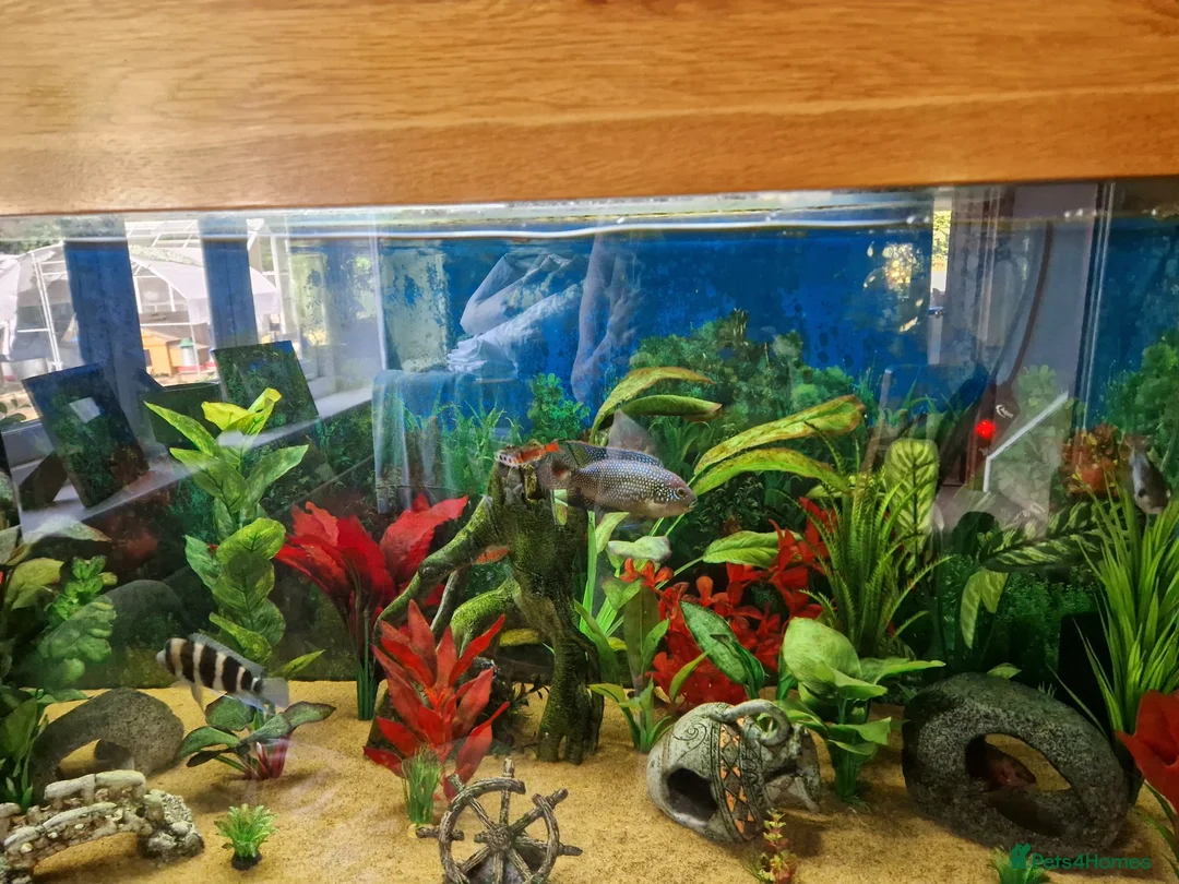 Cichlids fish for sale: Cichlids for sales - Advert 12