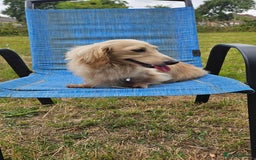 Dachshund dogs for sale: Miniature dachshunds - Image 34