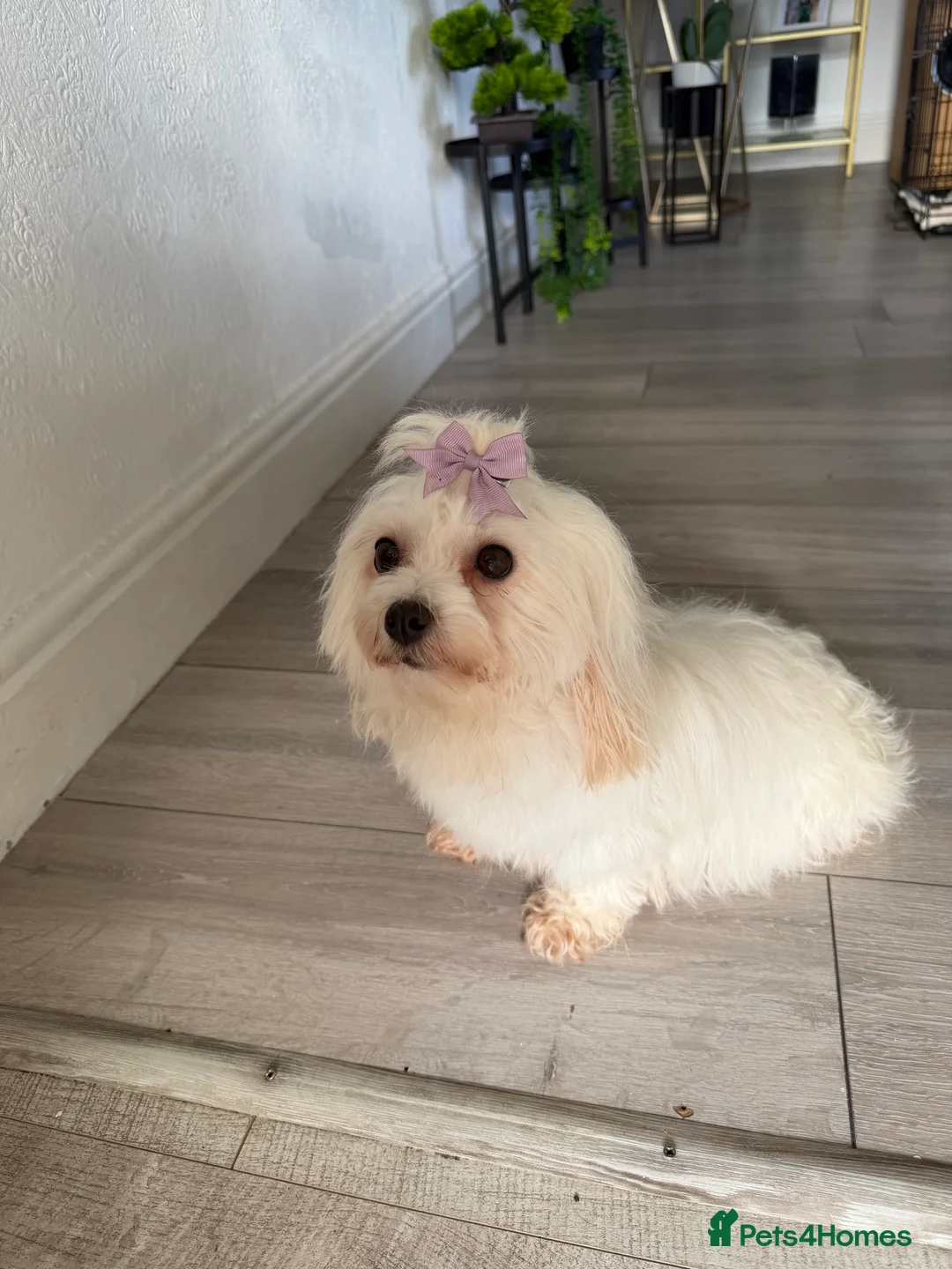 Maltese dogs for sale: Korean maltase puppies for sale  - Advert 3