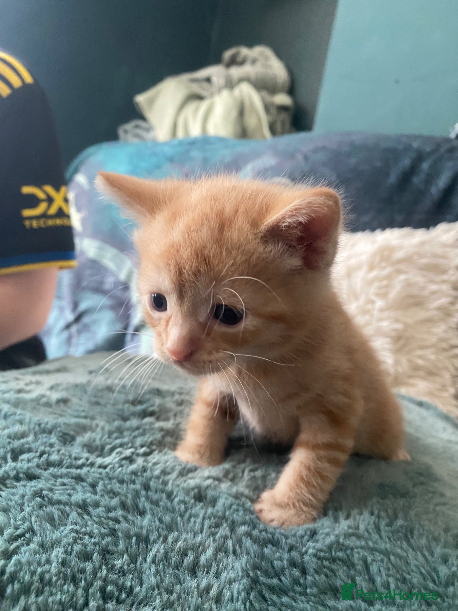 Mixed Breed cats Kittens - Advert 8