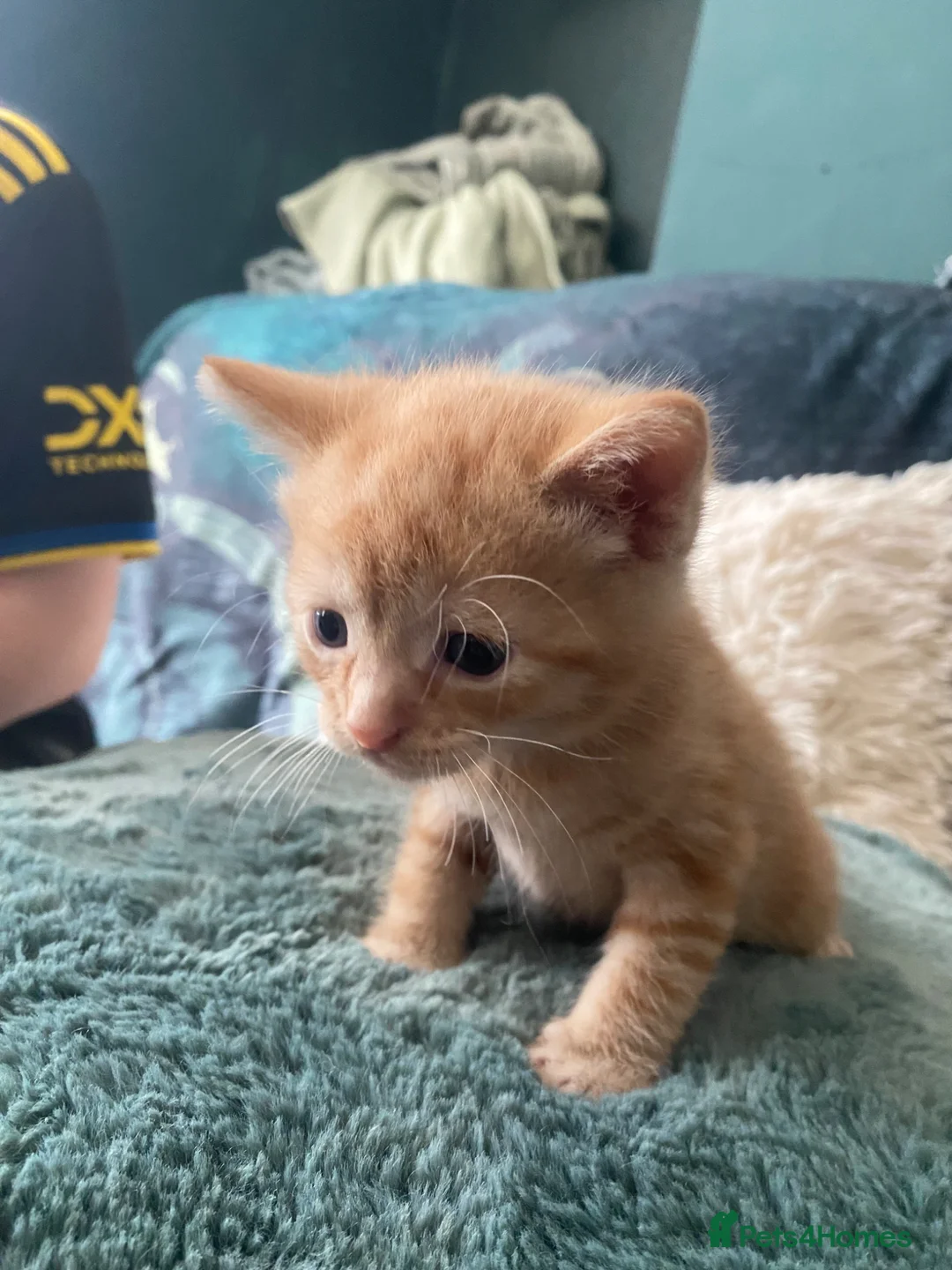 Mixed Breed cats for sale: Kittens - Advert 2