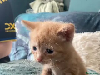 Mixed Breed cats Kittens - Advert 8