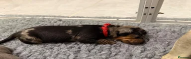 Dachshund 4