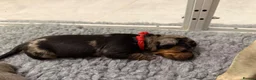 Dachshund dogs for sale: Dachshund in London - Advert 7