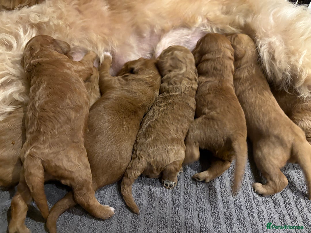 Cavapoo dogs for sale: Cavapoo puppies for sale - Image 5