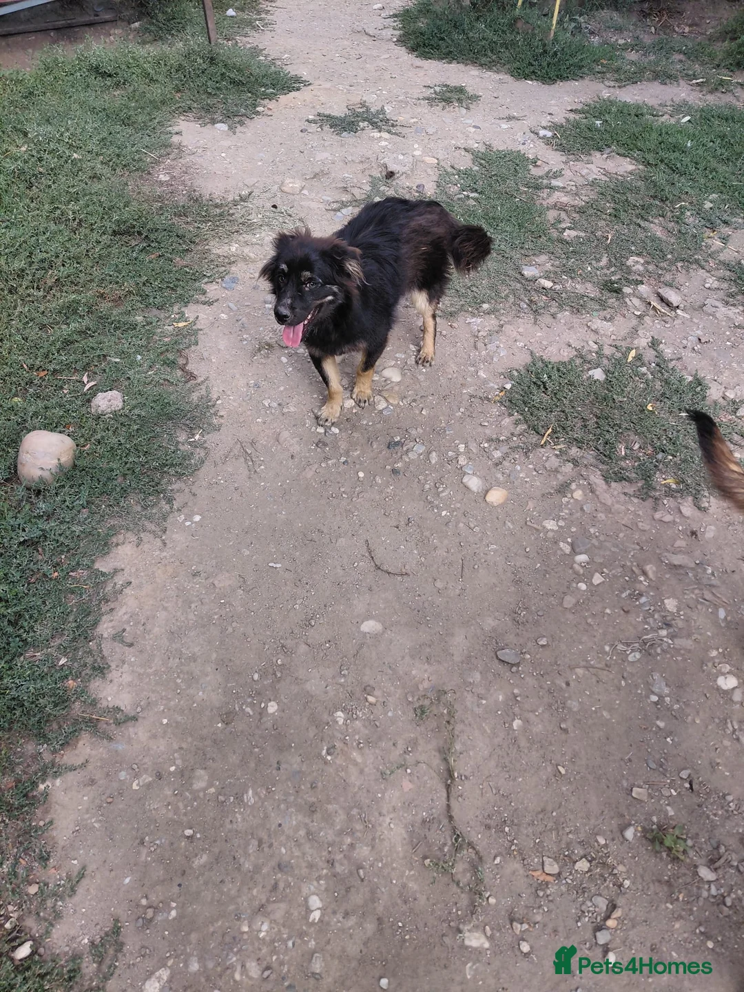 Mixed Breed dogs for adoption: ROBY, a superb puppy boy - for a Loving Home  - Advert 14