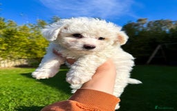 Bichon Frise dogs for sale: Expand-cuddly bichon frise - Image 5