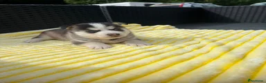 Pomsky 5
