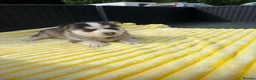 Pomsky dogs for sale: Pomsky puppys in Cardiff - Advert 13