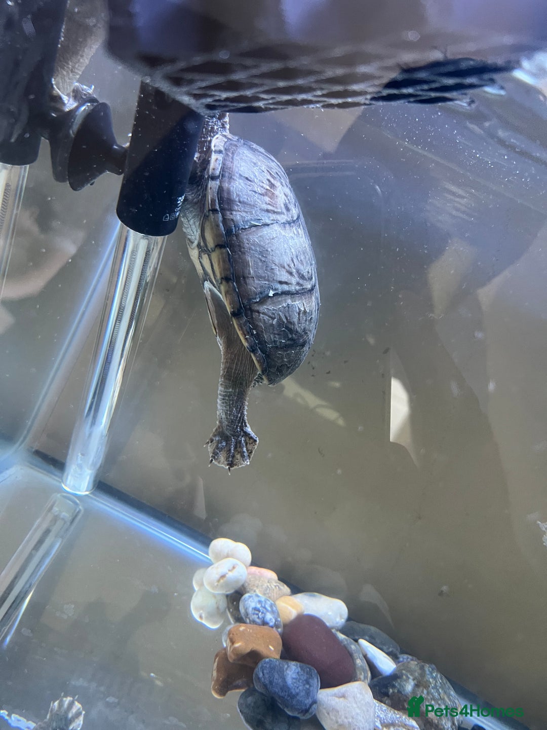 Turtle reptiles for sale: Female musk turtle - Image 6
