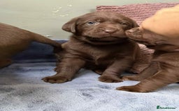 Labrador Retriever dogs for sale: KC SILVER/CHOCOLATE PEDIGREE LABRADOR PUPIES - Image 17