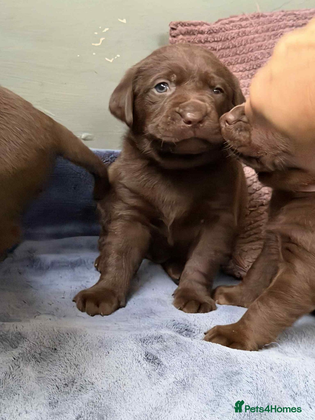 Labrador Retriever dogs for sale: KC SILVER/CHOCOLATE PEDIGREE LABRADOR PUPIES - Image 17